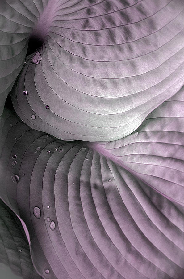 Hosta 3 in Infrared  Photograph by Michael Demagall