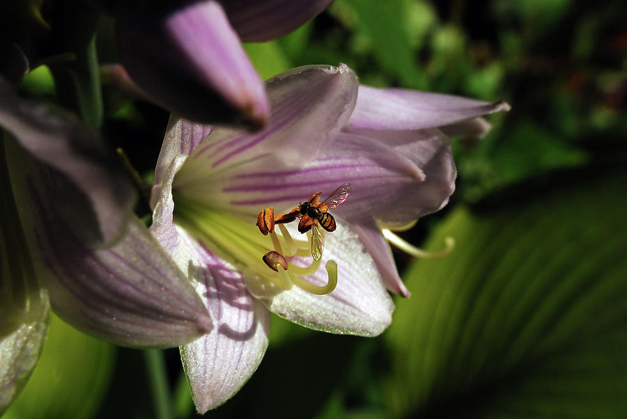 Nature Photograph - Hosta and Guest by Lori Tambakis