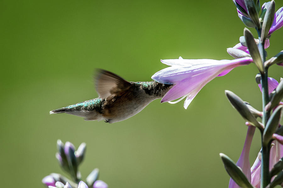 Hosta and Hummingbird Photograph by Paul Freidlund