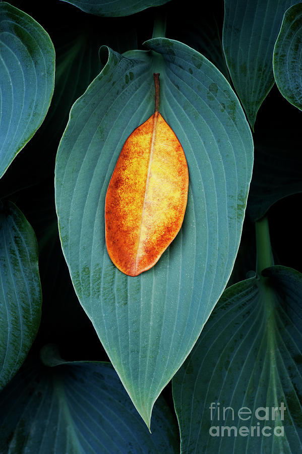 Pattern Photograph - Hosta and Rhododendron Leaves by Tim Gainey