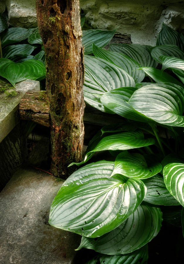 Hosta And Steps Photograph by Greg and Chrystal Mimbs