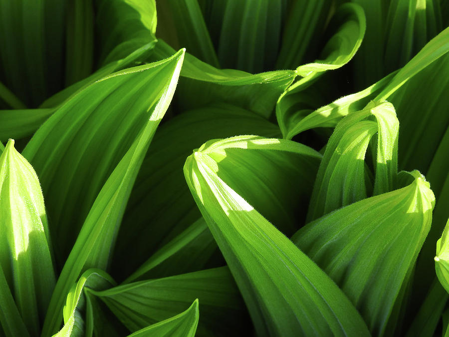 Hosta Photograph by Angela Michaud - Fine Art America