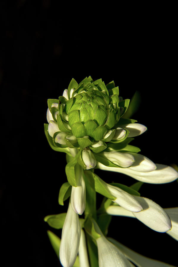 Hosta bloom buds Photograph by Douglas Barnett
