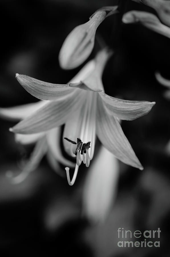 Hosta Bloom Black and White Botanical / Nature / Floral Photograph Photograph by PIPA Fine Art - Simply Solid