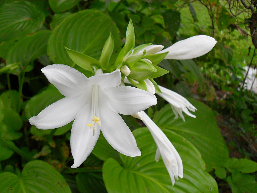 Hosta bloom Photograph by Peggy King