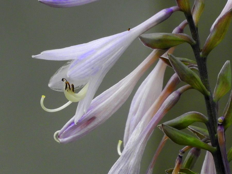 Hosta Blooms Photograph by Betty-Anne McDonald