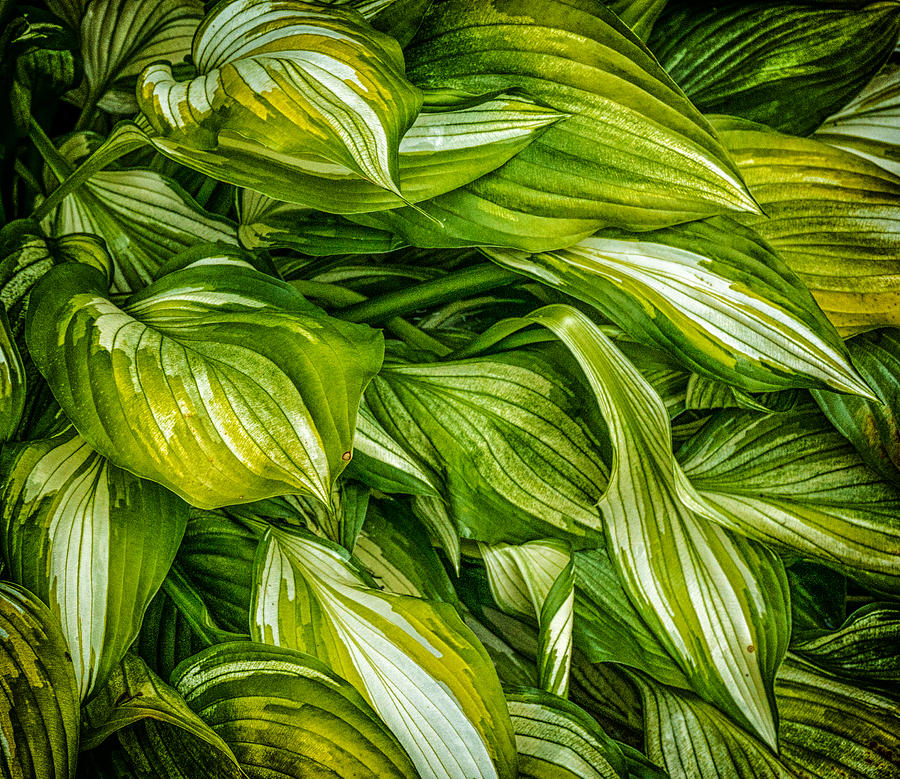 Hosta Chaos Photograph by Ches Black