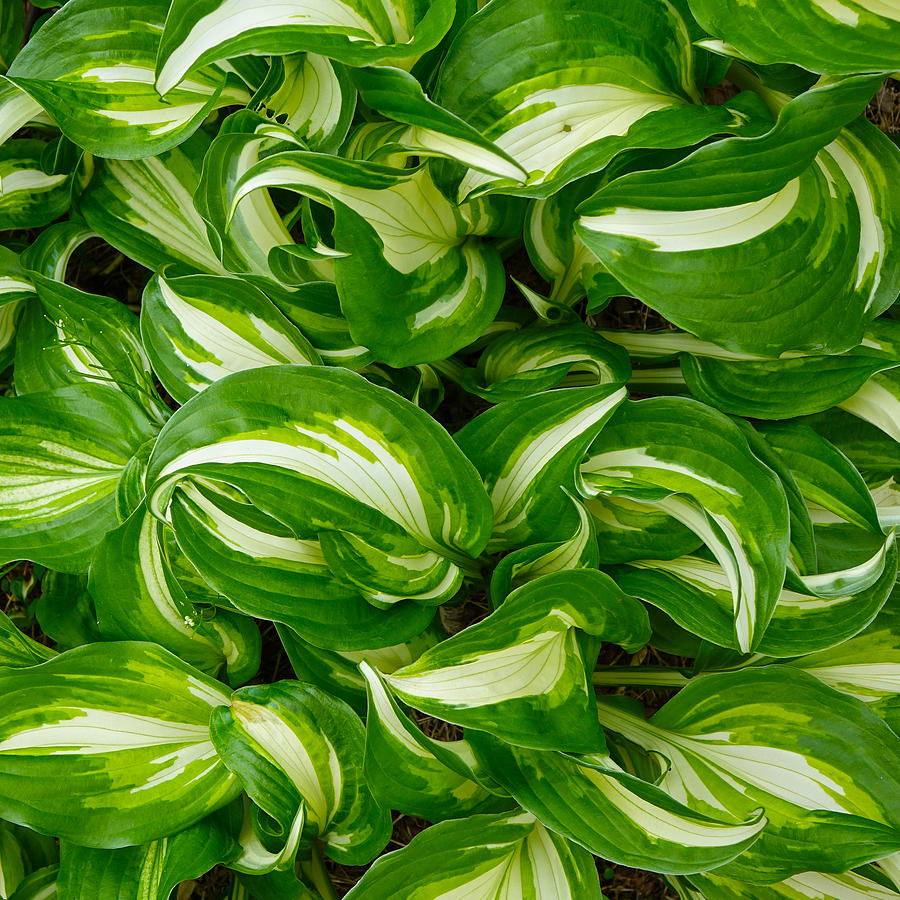 Hosta Curls Photograph by Denise Beverly