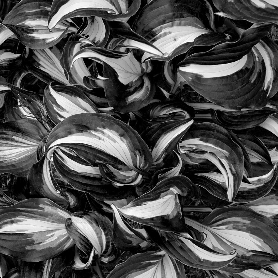 Hosta Curls in Black and White Photograph by Denise Beverly