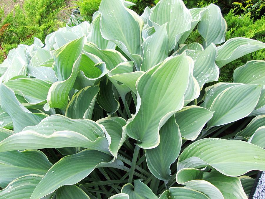 Hosta Photograph by Elizabeth O'Connor - Fine Art America