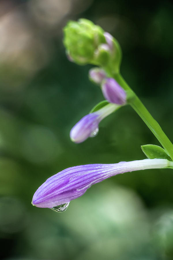 Flower Photograph - Hosta Flower Buds with Water Drop by Robert Anastasi
