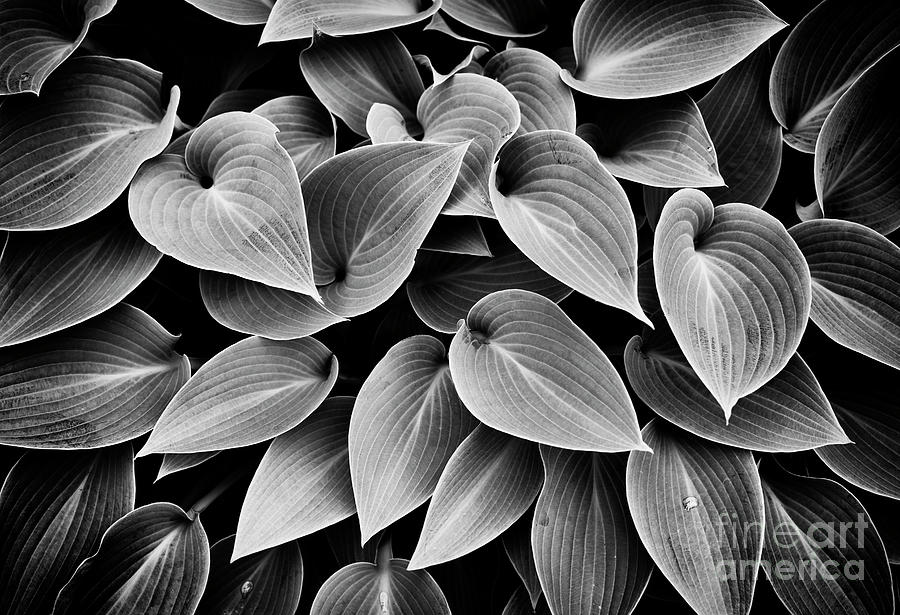 Hosta Halcyon Leaves Photograph by Tim Gainey