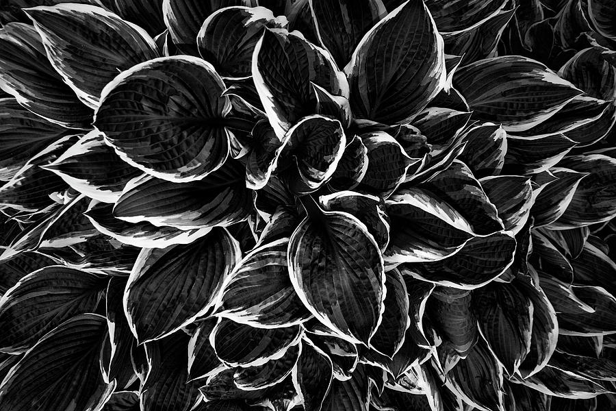 Black And White Photograph - Hosta in Black and White by Mark Kiver