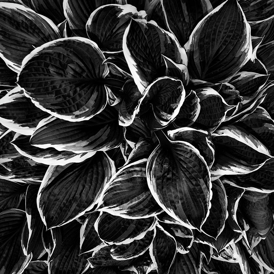 Black And White Photograph - Hosta in Black and White Square by Mark Kiver