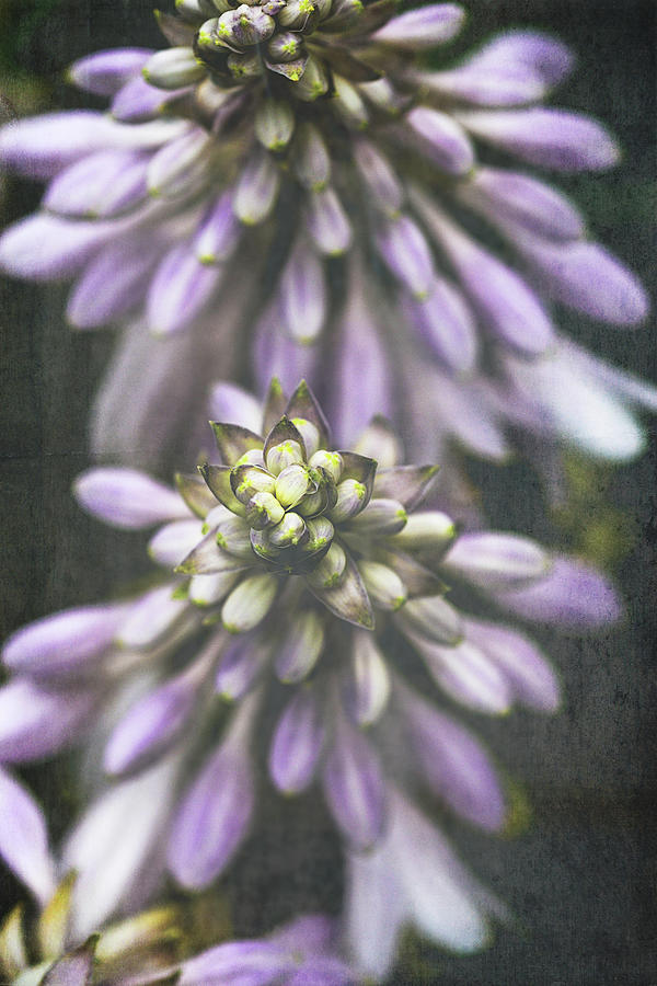 Abstract Photograph - Hosta by Olivia StClaire