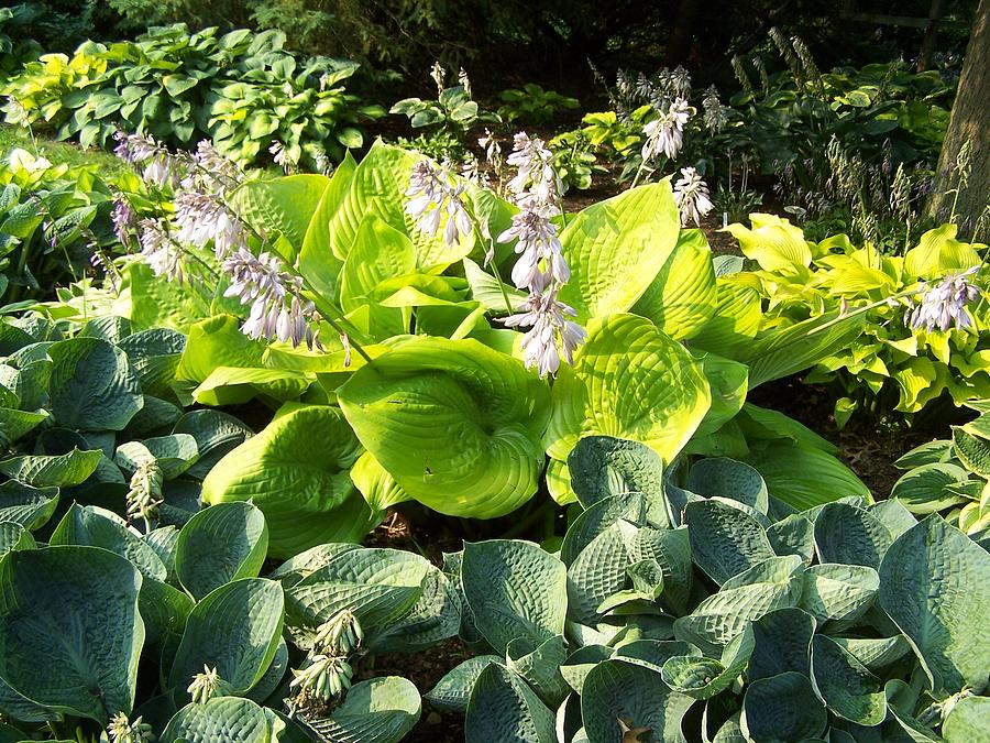 Hosta La Vista Baby Photograph by Geraldine Liquidano - Fine Art America