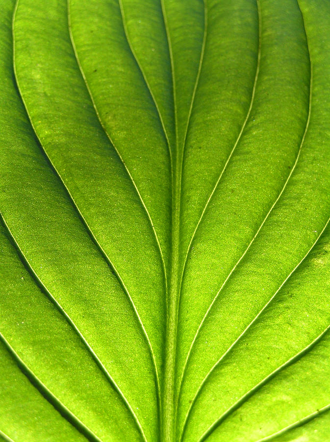 Hosta Leaf 1 Photograph by Dustin K Ryan