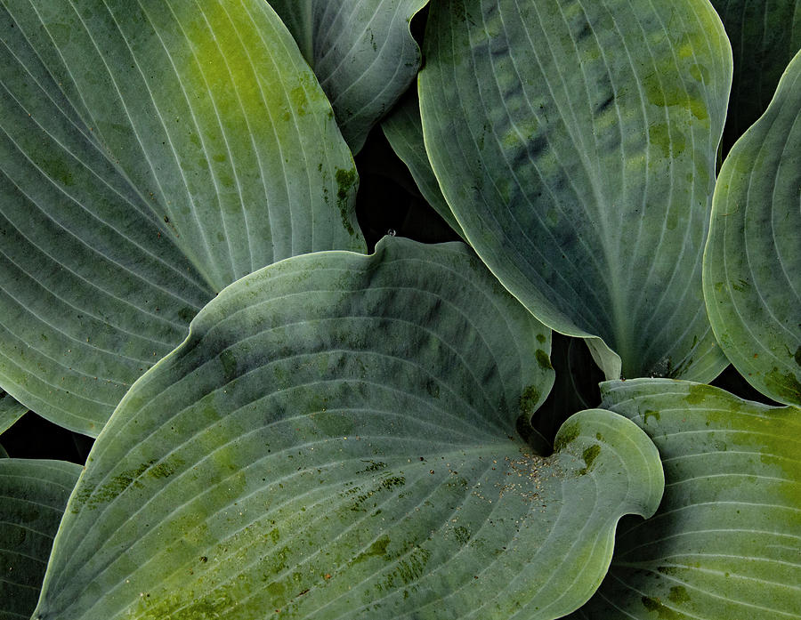 Hosta Leaf Design Photograph by Jean Noren