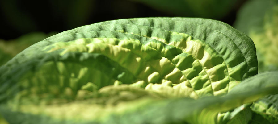 Hosta leaf Photograph by Douglas Pike