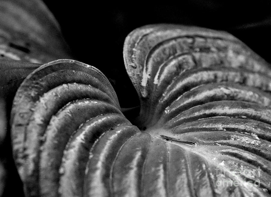 Hosta Leaf in Black and White Photograph by Tatyana Searcy
