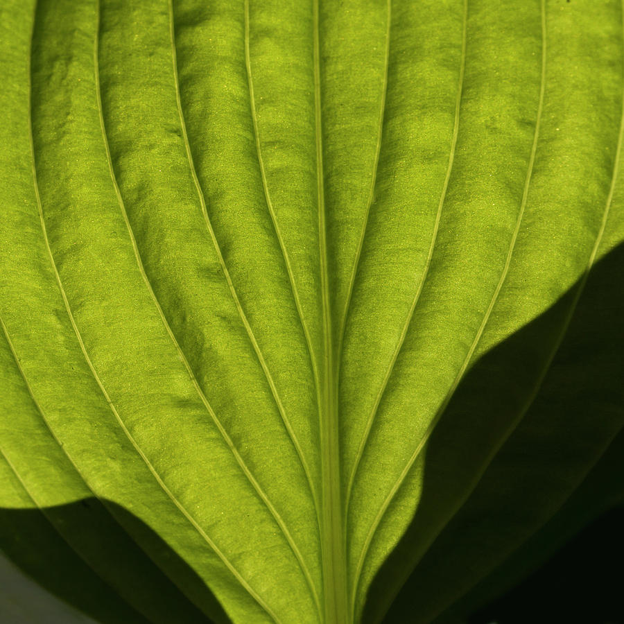 Hosta leaf Photograph by Inge Riis McDonald