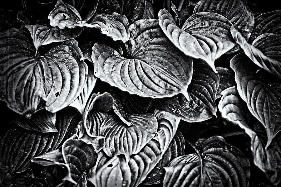 Hosta Leaves In Black And White Photograph