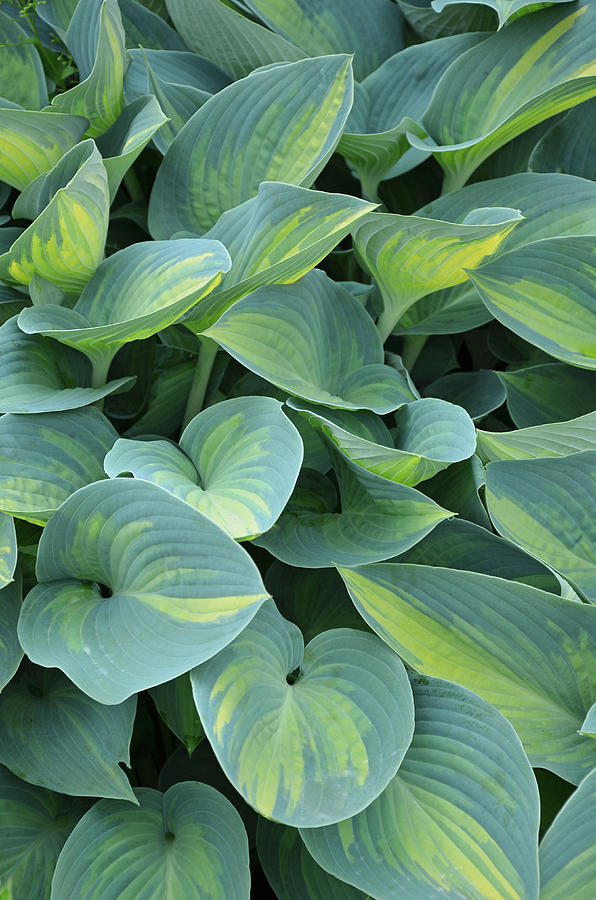 Hosta plant Photograph by Ingrid Perlstrom - Fine Art America