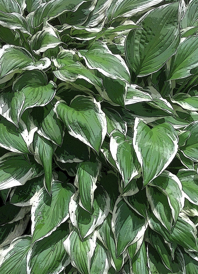 Hosta Photograph - Hosta Plant by Tim Welch Hosta Photograph - Hosta Plant by Tim Welch