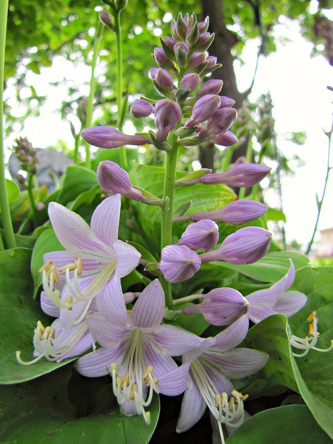 Hosta Purple Flowers No. 2 Photograph by Jessica Anne - Fine Art America