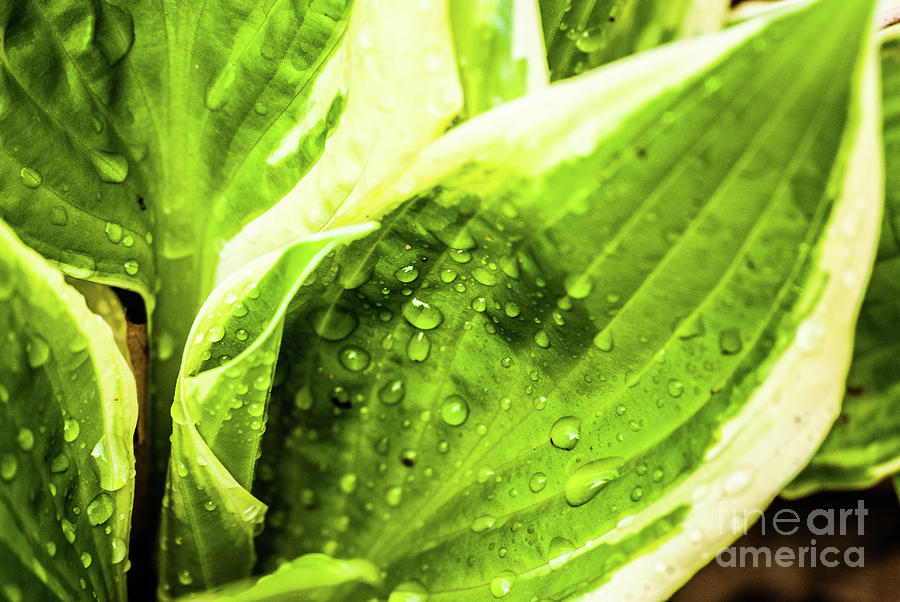 Hostas After the Rain Photograph by Kevin Gladwell