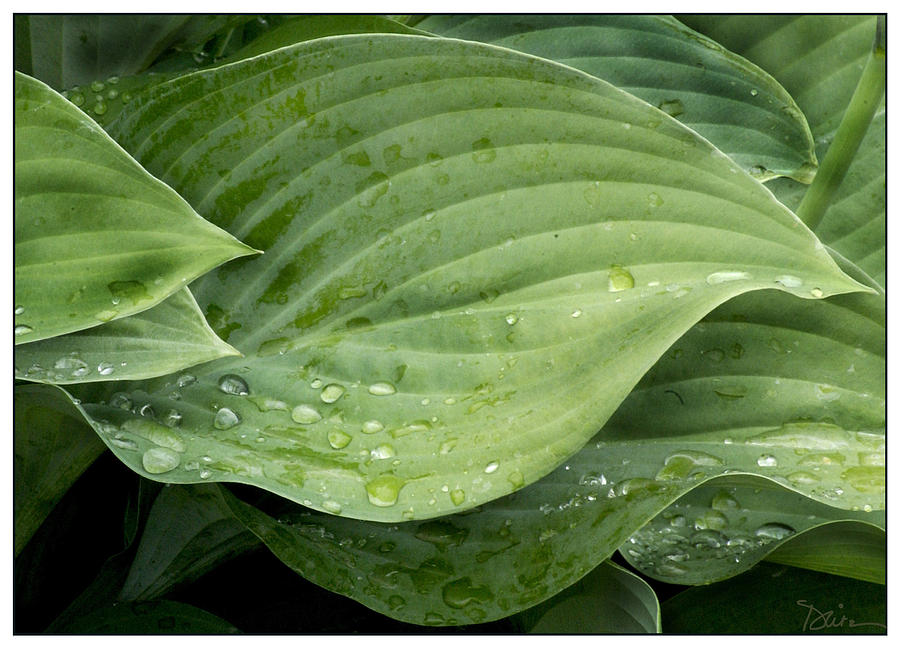 Hostas After The Rain Photograph by Peggy Dietz
