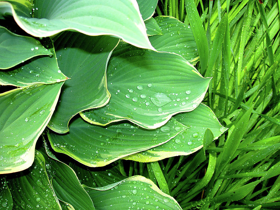 Spring Photograph - Hostas and Grass by Nancy Mueller