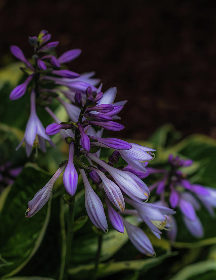 Hostas Blooms In Summer Photograph by Yeates Photography