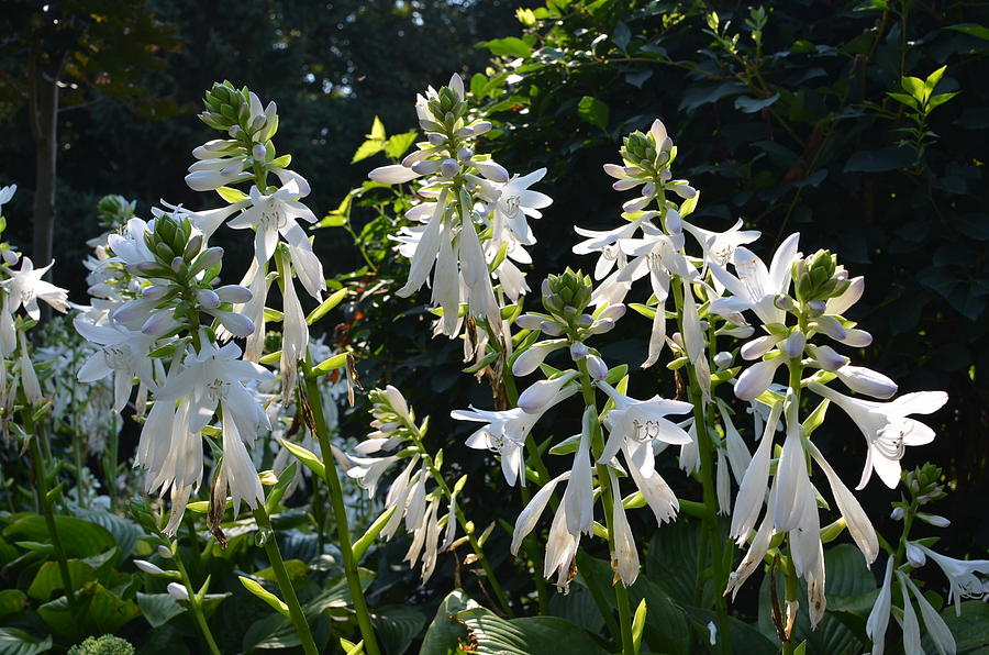 Hostas in Bloom Photograph by Tammy Mutka - Pixels