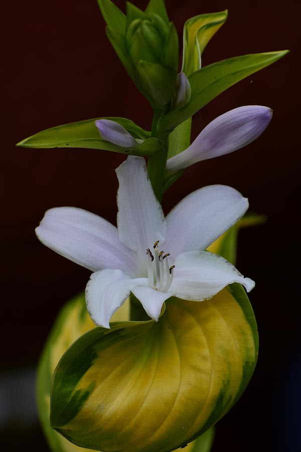 Hostas Lily in bloom Photograph by Jimmy Chuck Smith