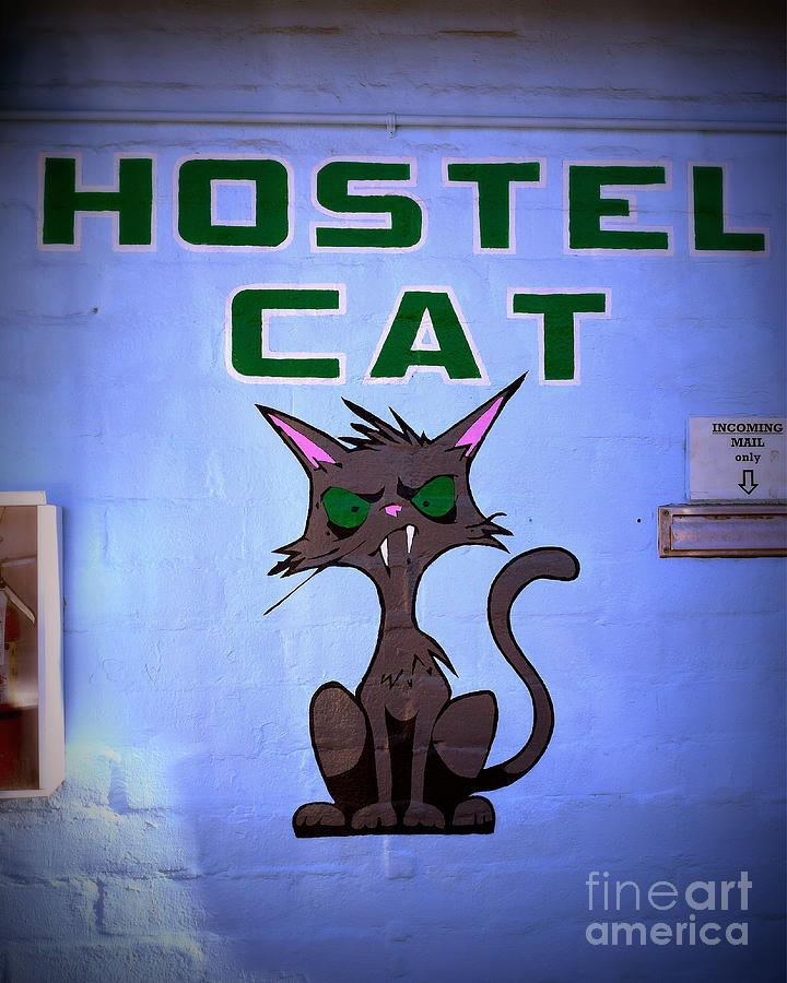 One Hostel Cat Photograph by Tru Waters