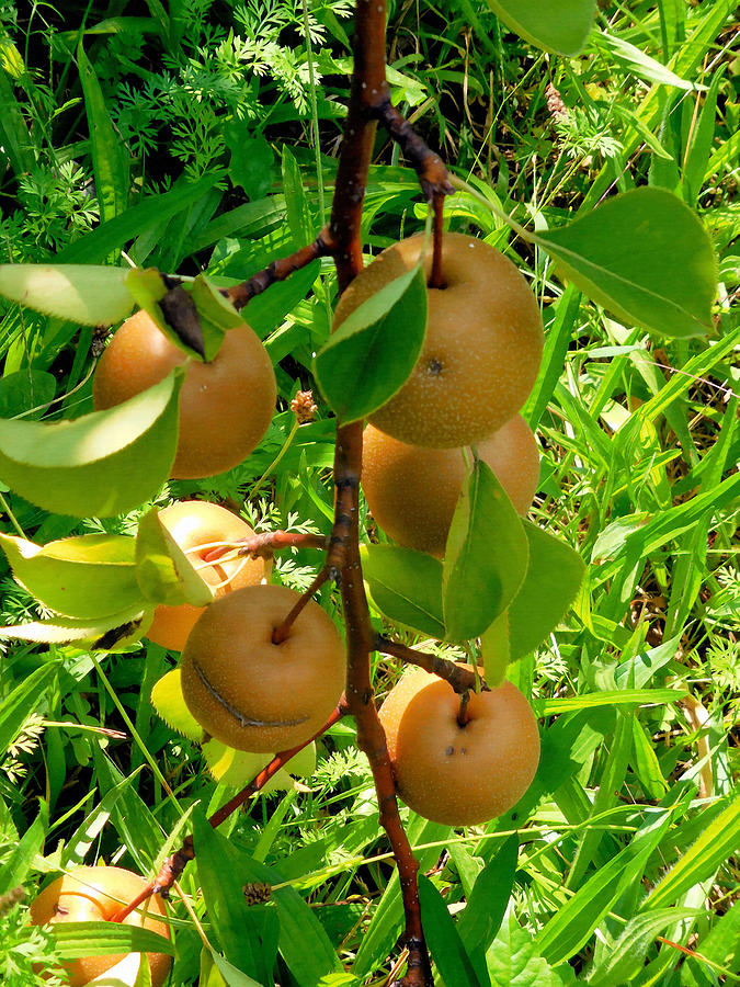 Summer Painting - Hosui Asian Pear Tree 5 by Jeelan Clark