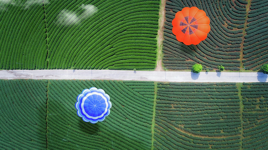 Hot air balloon fly over green tea farm Photograph by Anek Suwannaphoom