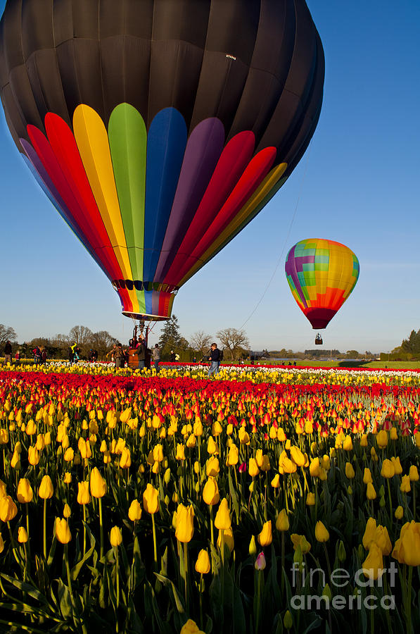 Spring Photograph - Hot Air Balloon Launch  by M J