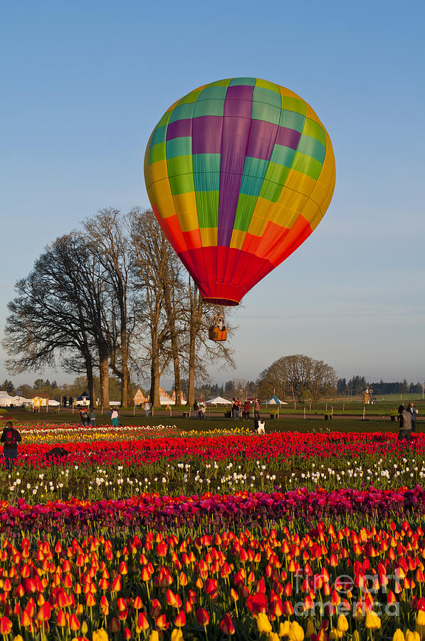 Hot Air Balloon Over Tulip Field Photograph by Mandy Judson