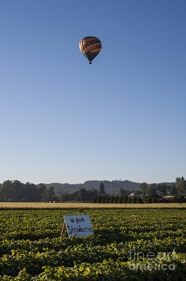 Hot Air balloon over you pick field of strawberries Photograph by Jim Corwin