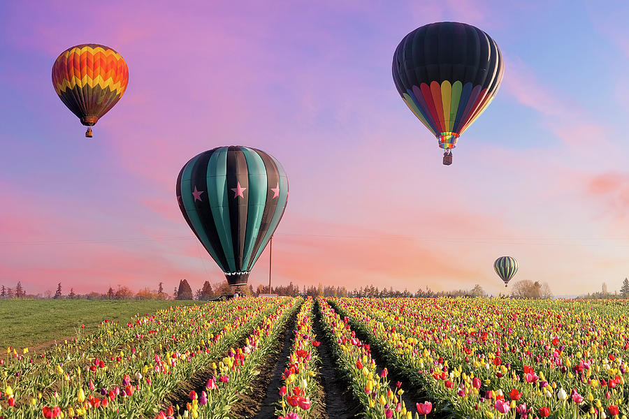 Tulip Festival Oregon Hot Air Balloon