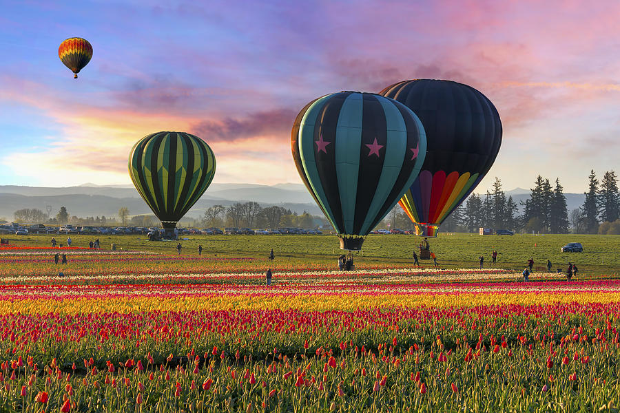 Hot Air Balloons at Wooden Shoe Tulip Festival Photograph by David Gn