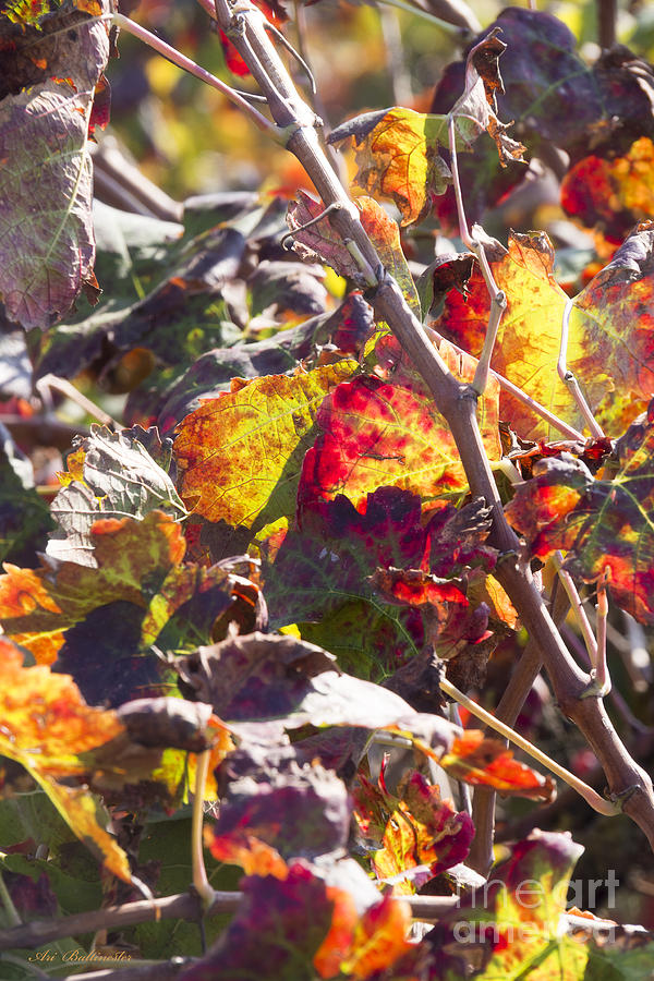 Hot autumn colors in the vineyard 02 Photograph by Arik Baltinester