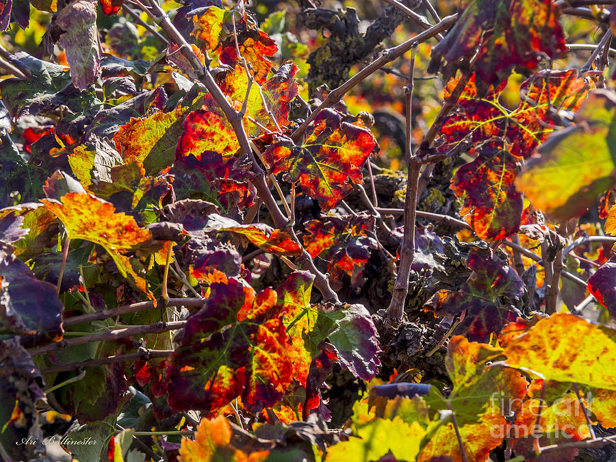 Nature Photograph - Hot autumn colors in the vineyard 03 by Arik Baltinester