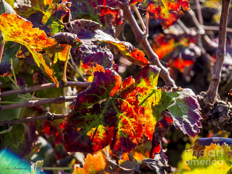 Hot autumn colors in the vineyard 04 Photograph by Arik Baltinester
