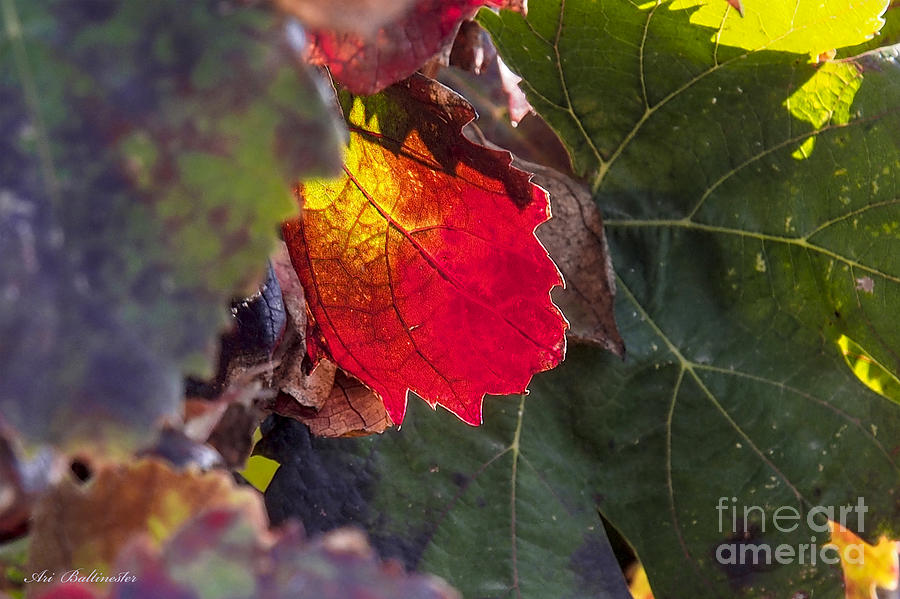 Nature Photograph - Hot autumn colors in the vineyard by Arik Baltinester