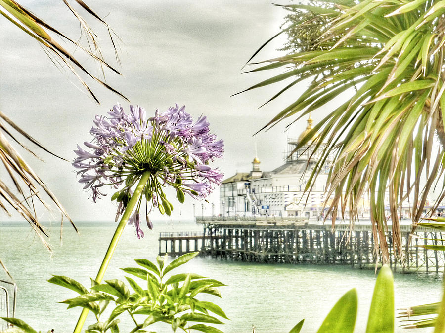 Hot Eastbourne Summer Photograph by Connie Handscomb