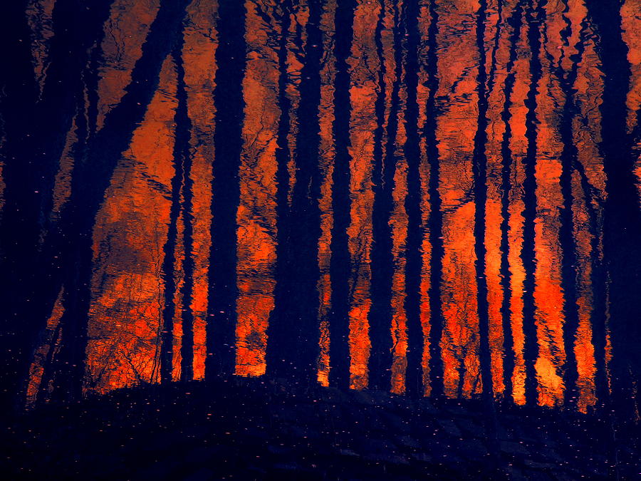 Hot Forest Photograph by Jacob Folger