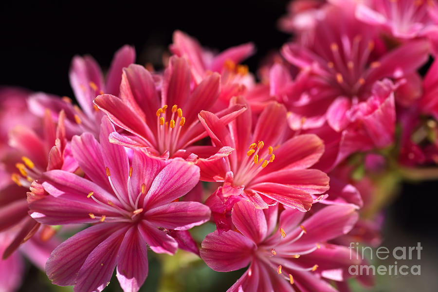 Hot Glowing Pink Delight Of Flowers Photograph by Joy Watson